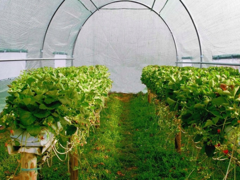 Tunel ogrodowy 2,5x4xH2m (10m2) Plonos Tunel ogrodowy 2,5x4xH2m (10m2) Plonos