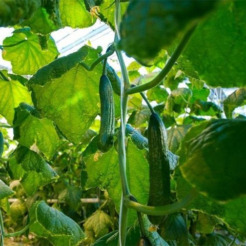 Tunel Foliowy Ogrodowy 400×200×200 cm – Szklarnia 8 m2