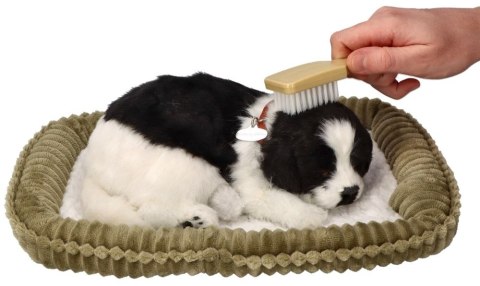 Oddychający Pies Border Collie Perfect Petzzz Interaktywny Szczeniaczek