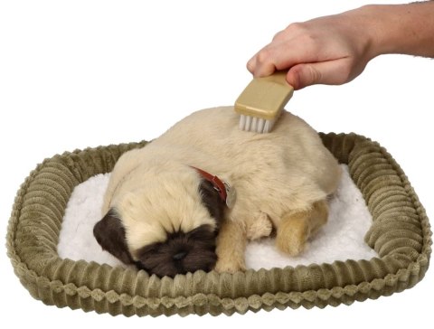 Oddychający Piesek Mops Perfect Petzzz Interaktywna Maskotka Pluszowa
