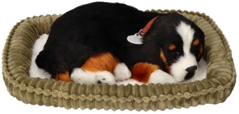 Oddychający Pies Berneński Perfect Petzzz Interaktywny Szczeniaczek